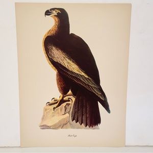 Vintage Audubon John James Birds of America Bald Eagle Bird  Lithograph Print